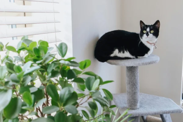Best Cat-Friendly Indoor Plants Best Cat-Friendly Indoor Plants