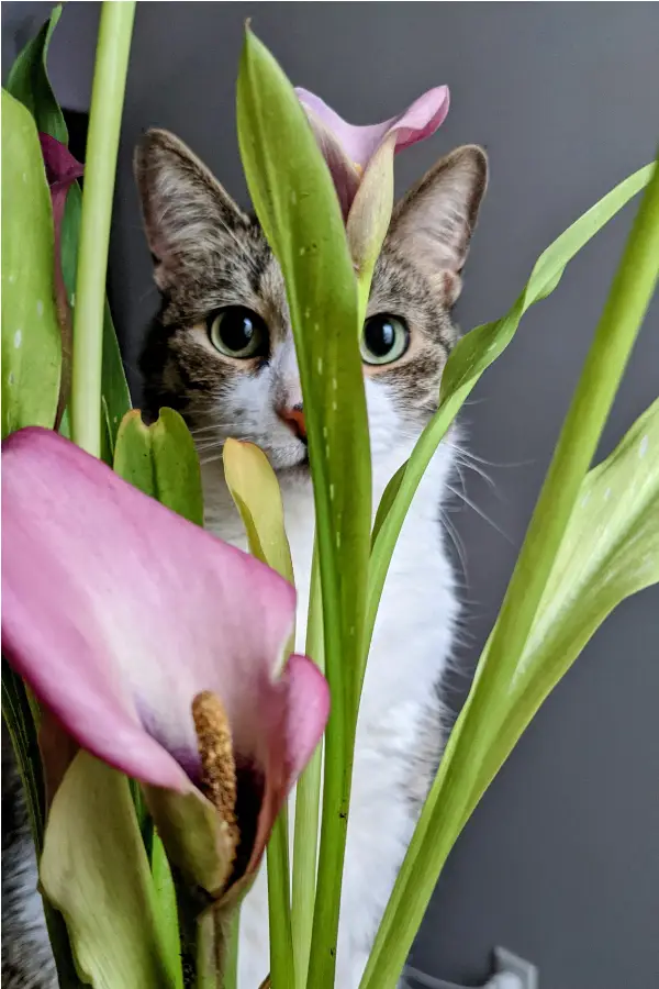 Cat-Friendly Plants Cat-Friendly Plants