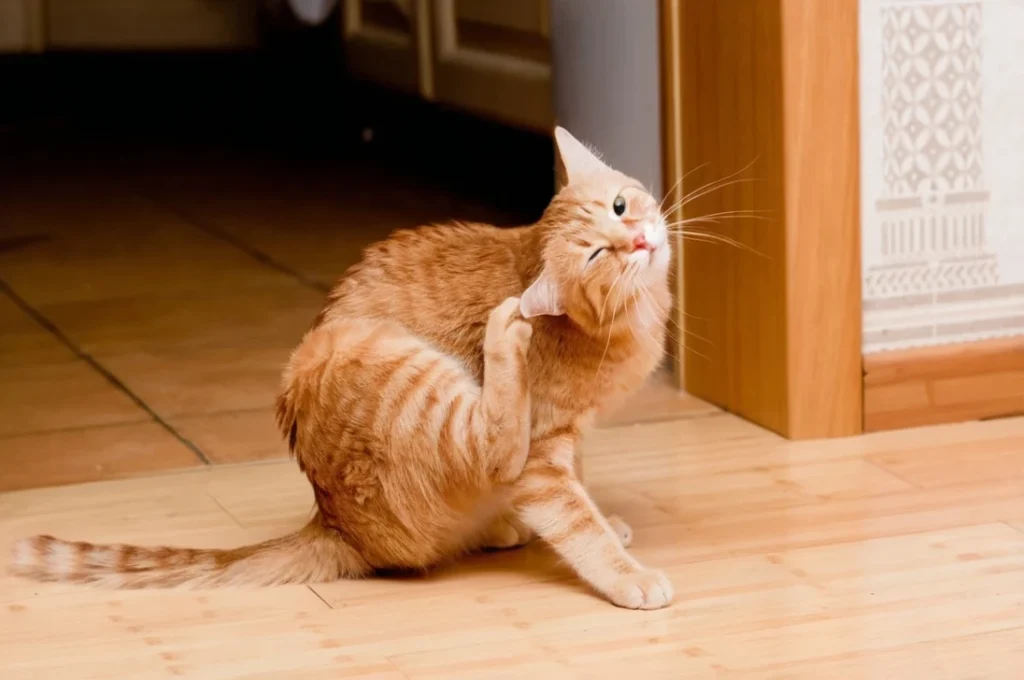 Discover Allergies in Cats discover-allergies-in-cats