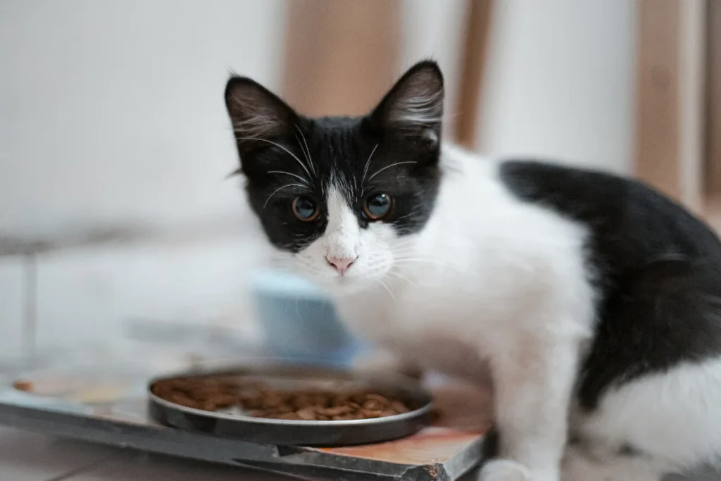 Grain-Free Cat Food