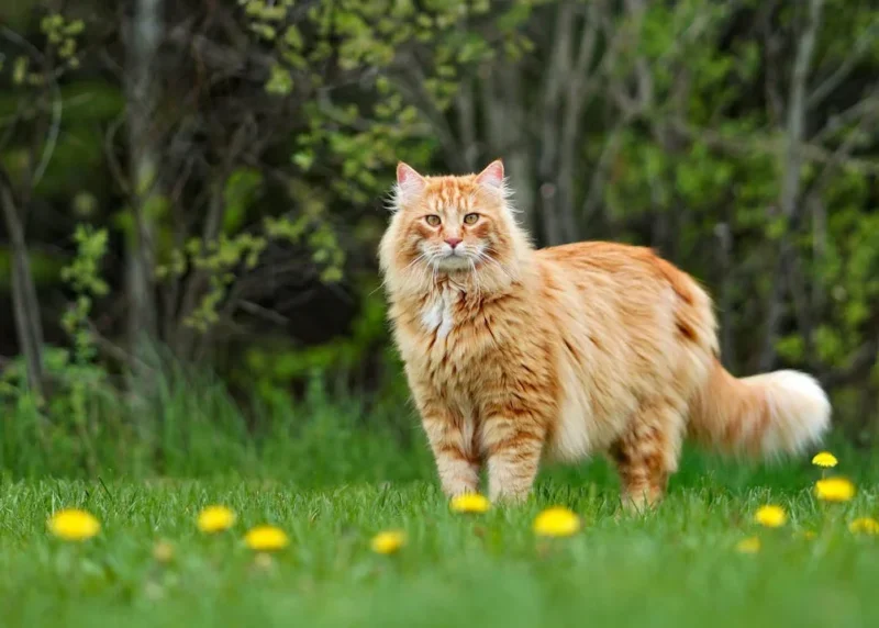 Maine Coon Cat: The Gentle Giant of The Feline World