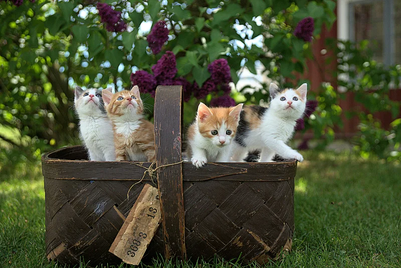 Newborn Kitten Care Ultimate Guide 101