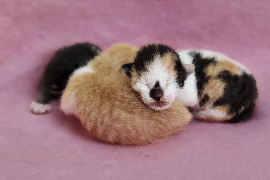 Newborn Kitten Care Ultimate Guide newborn-kitten-care-ultimate-guide