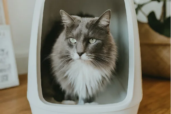 how to train your cat to use litter box easily