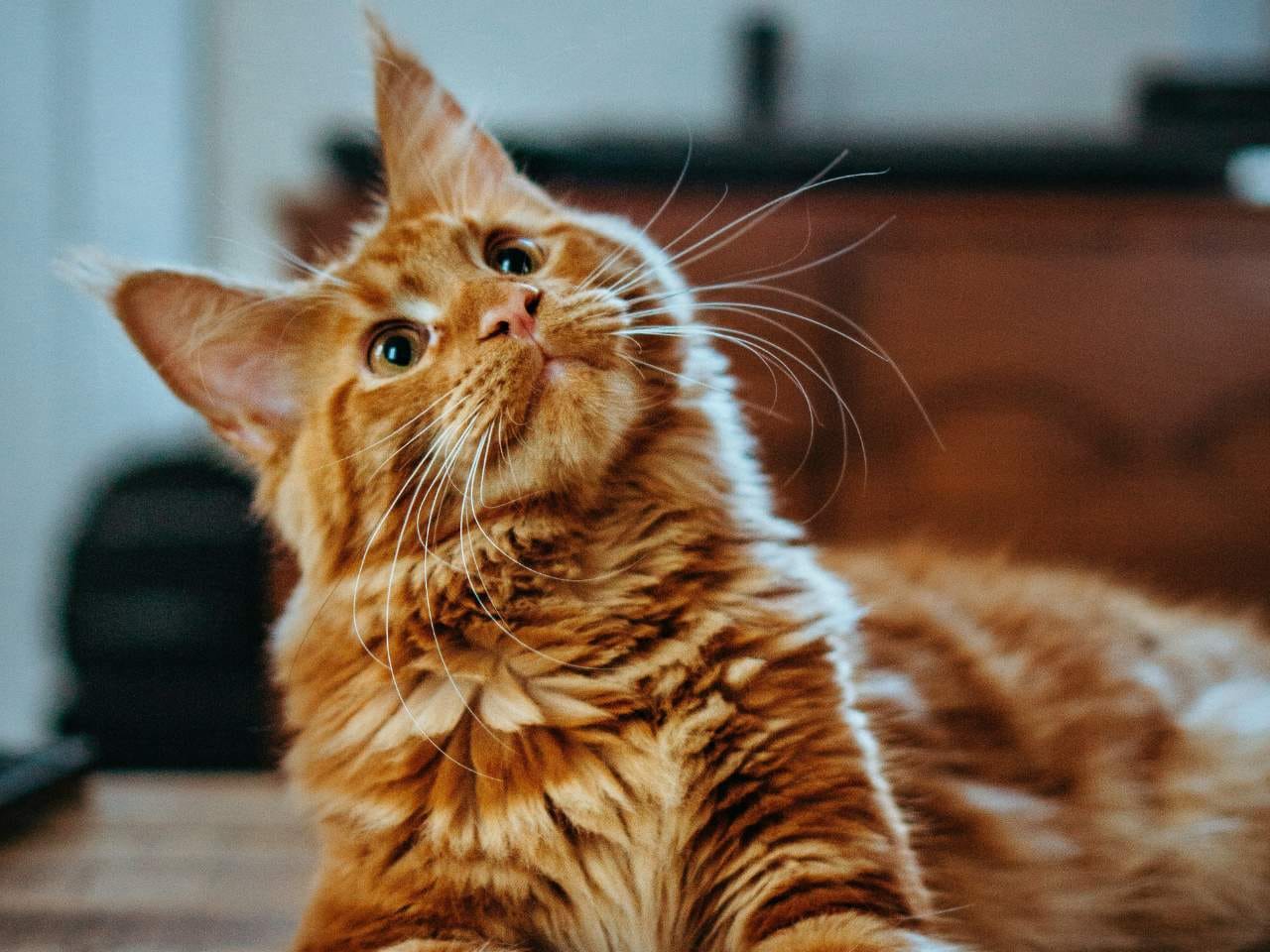 Discover Cat Body Language: 10 Signs Your Cat Is Trying to Tell You Something