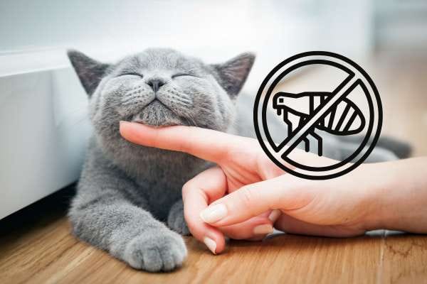 Top 8 Natural Flea Remedies for Cats: Safe and Effective Solutions