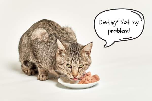 adult-cat-nutrition-guide