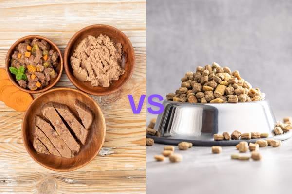 dry food-vs-wet food-cat-nutrition-guide