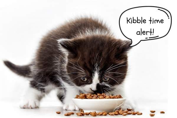 kitten-cat-nutrition-guide