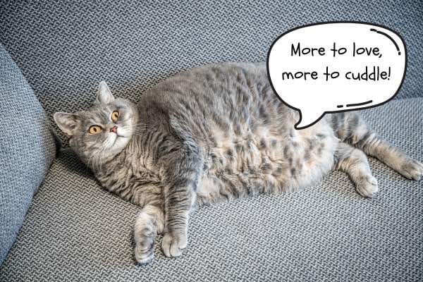 obesity-cat-nutrition-guide