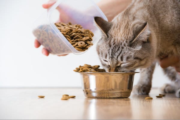Best Indoor Cat Food in 2025
