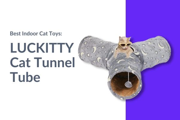 Best Indoor Cat Toys
