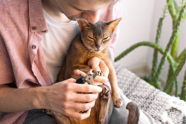 how to trim your cat's nail without stress 3 easy step