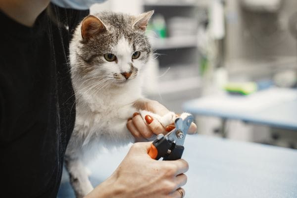 how to trim your cat's nails