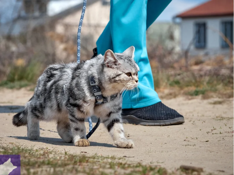 How to Teach Your Cat to Walk on a Leash How to Leash Train a Cat