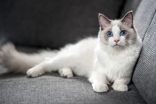 Ragdoll Cat Personality