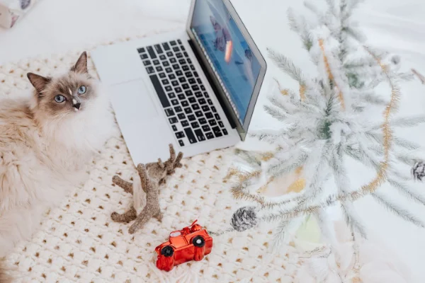 Ragdoll Cat breed