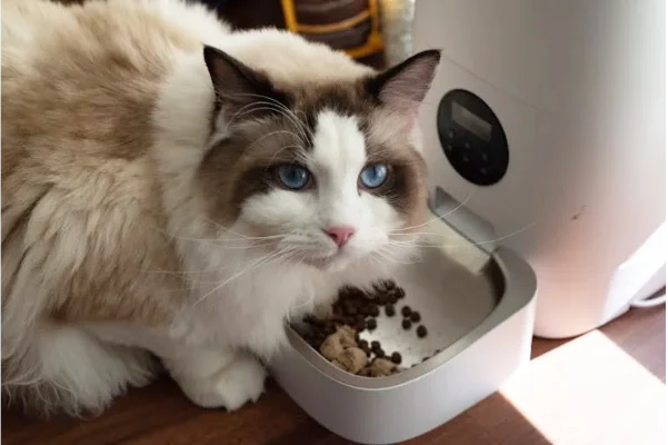 caring ragdoll cat