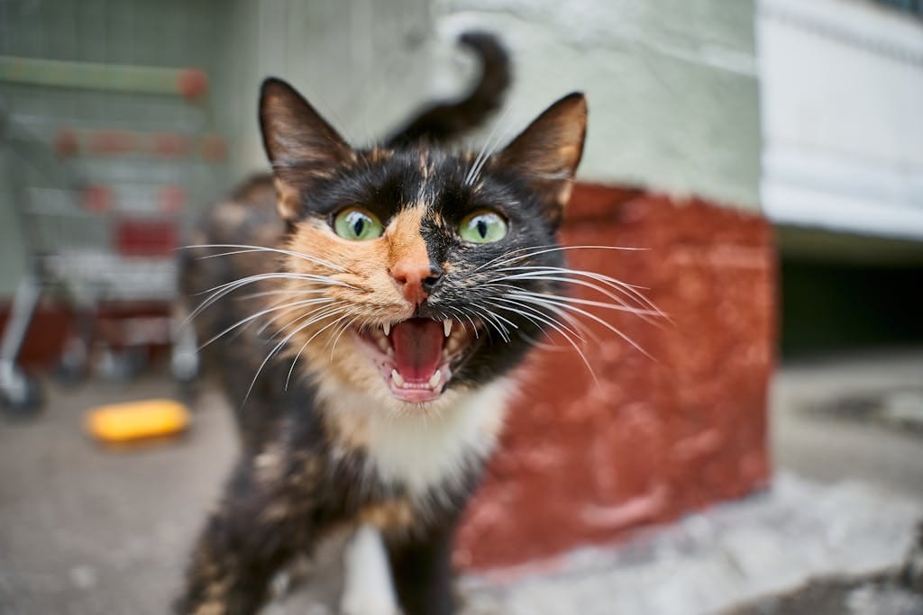 cat aggression
