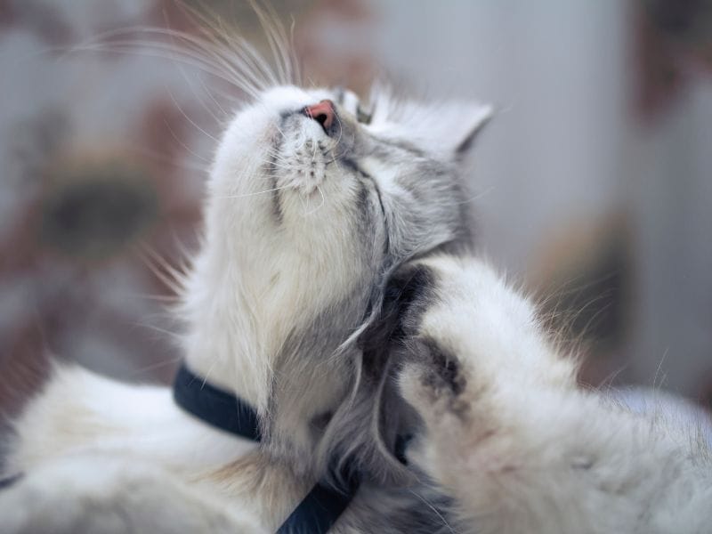 How to Spot and Treat Ear Mites in Cats.