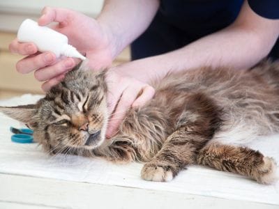How to Spot and Treat Ear Mites in Cats How to Spot and Treat Ear Mites in Cats