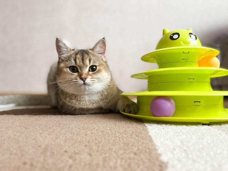 interactive cat toys to reduce boredom